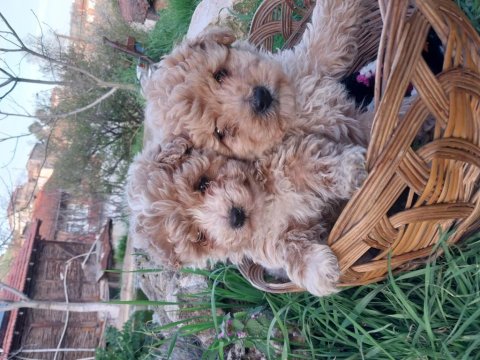 Maltipoo Irk Ve Sağlık Garanti Yavrularımız