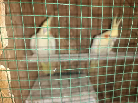 Çift Lutino Sultan Papağanı