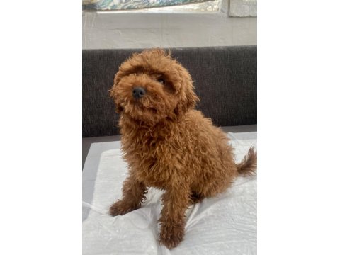 Red Brown Toy Poodle Oğlumuz