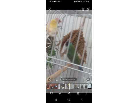 Acil Yumurtalı Cennet Papağanı