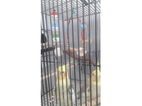 2 Adet Sultan Papağanı