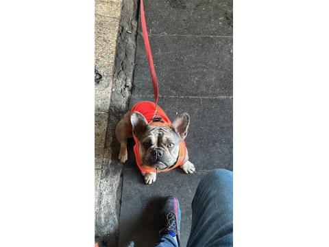 Egzotik Merle French Bulldog