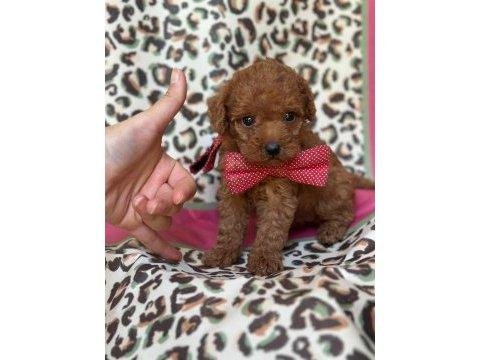 Orijinal Toy Poodle Yavrular - Tüy Dökmeyen