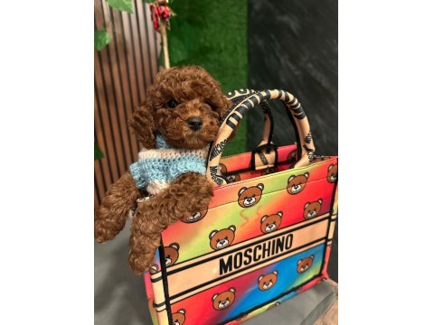 Sevimli Minik Toy Poodle