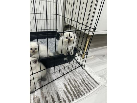 British Bluepoint Yavrularımız Yeni Yuvalarını Arıyor