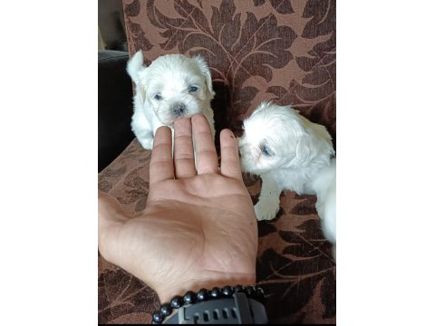Sağlıklı Maltese Cinsi Köpekler