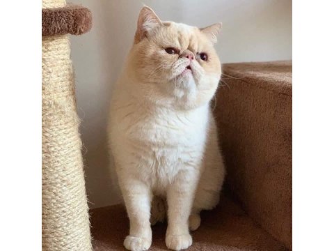 Exotic Show Bebekler