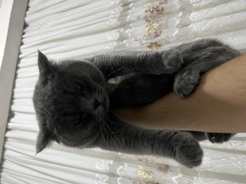 Acil Verilecek Kedimiz 8 Aylık