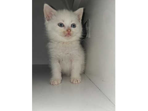 British Shorthair Patiler