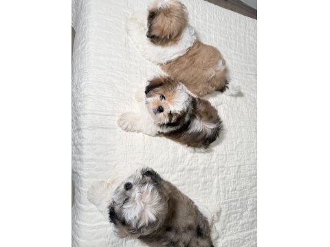 3 Tane Shih Tzu Yavruları