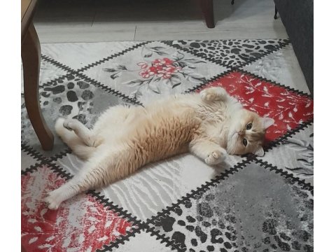 Yetişkin British Golden Ny 12