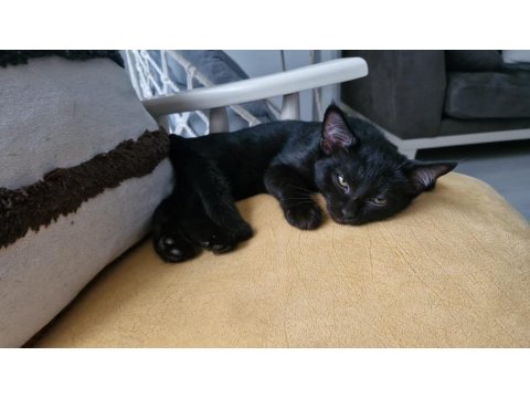 Kara Dut Dişi Kedimiz