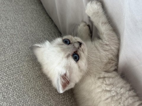 Siyam Mavi Gözlülerimiz Yeni Sahiplerini Arıyor