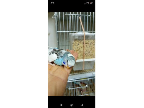 Yuvadan Yeni Çıkmış Muhabbet Kuşu Yavrularımız