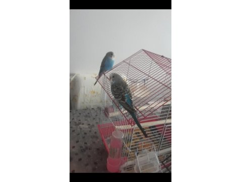 Yetişkin 3 Aylık Yavru Muhabbet Kuşlarım