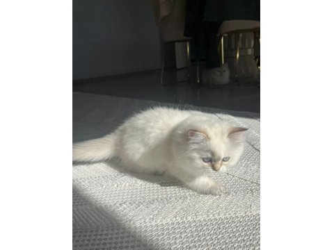 Show Seviye British Prenses