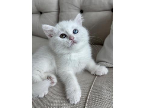 1 Gözü Mavi 1 Gözü Yeşil British