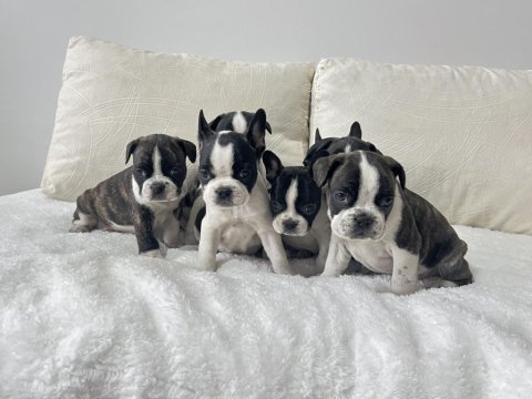 Üst Düzey Kalite Renkli Gözlü French Bulldog Yavrularım