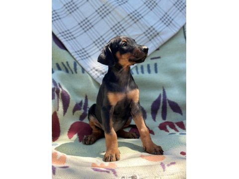 Orjinal Doberman Yavruları