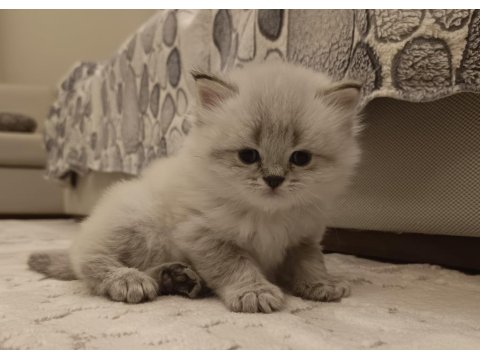 Böylesini Kedimiz Zor Bulursun