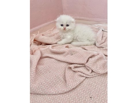 Safkan Beyaz Scottish Fold Erkek
