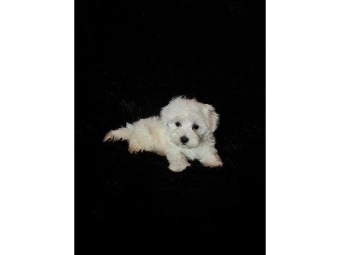 Arkadaş Canlısı Maltese Yavrularımız