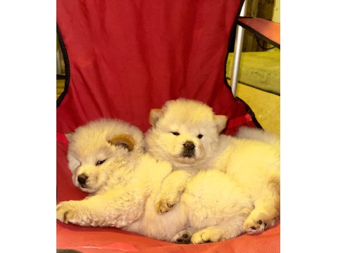 Orjinal Irkının Nadir Özellikleri Mevcut Çin Aslanı