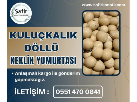 Kuluçkalık Kınalı Keklik Ve Beyaz Keklik Yumurtası
