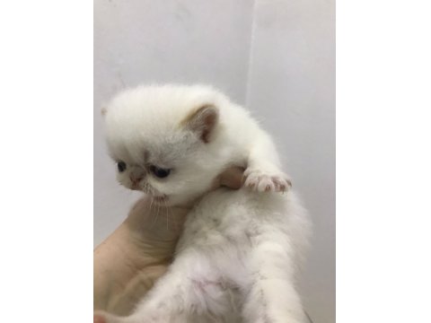 Yavru İran Kediler