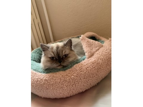 4 Yaşında, Kısırlaştırılmış, Dişi, Çipli, Chinchilla Kırması