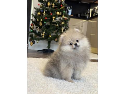 Orange Üst Düzey Erkek Pomeranian Boo