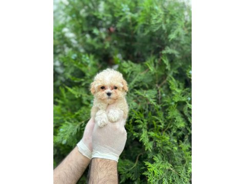 Mikro Baby Surat Maltipoo Bebekler