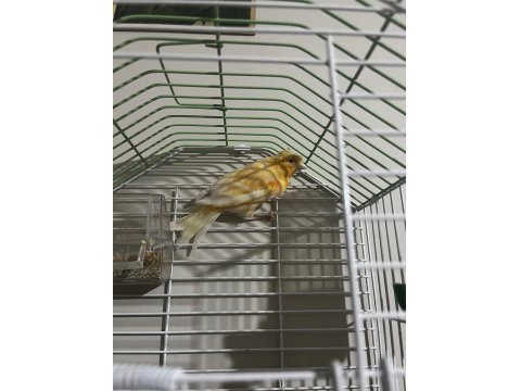 Seçmeli Kanaryalar Dişi Ve Erkek