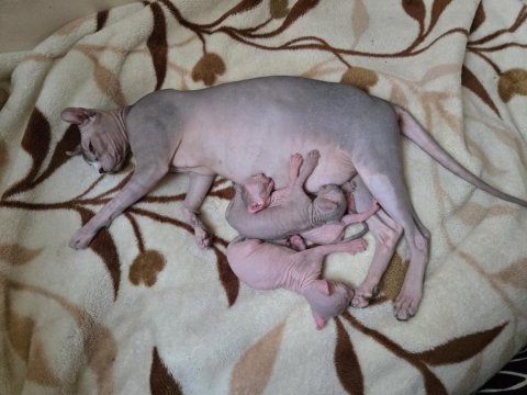 Şecereli Annenin Tatlı Elf Sphynx Yavruları