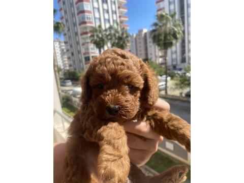 Safkan Yavru Toy Poodle