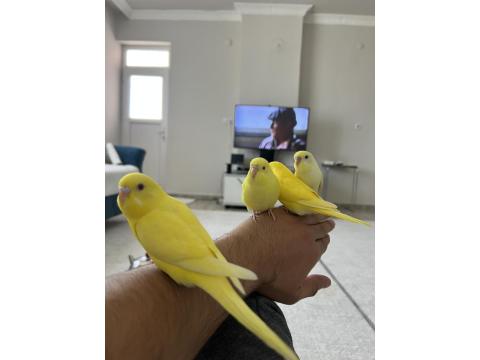 Muhabbet Kuşu Yavruları