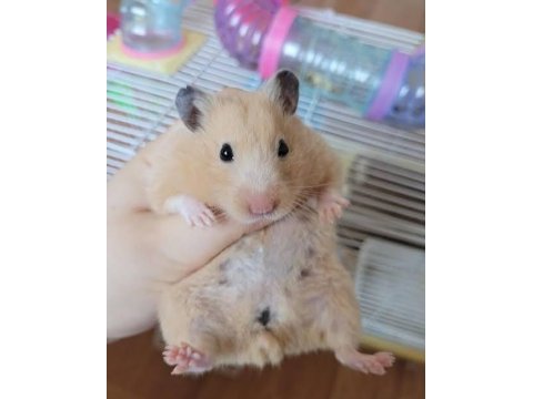 Suriye Hamsteri
