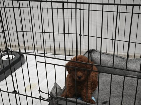 Orijinal Toy Poodle