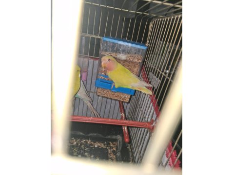 6 Aylık Cennet Papağanı