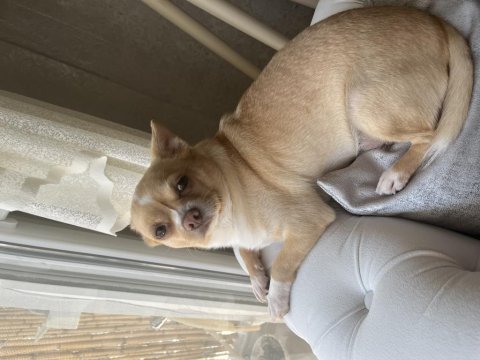 Şivava Ömürlük Yuva İzmir İçi