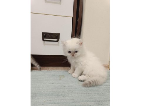 Scottish Fold Ve Scottish Straight Yavrularım