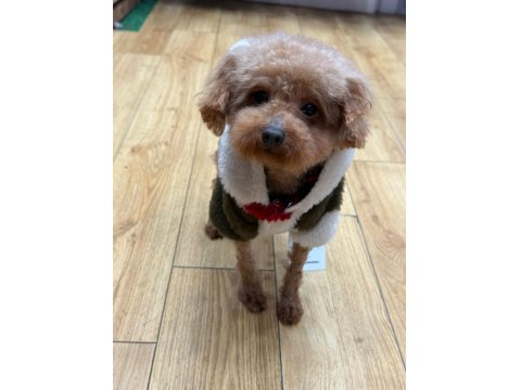 2 Yaşında Teddy Dişi Poodle