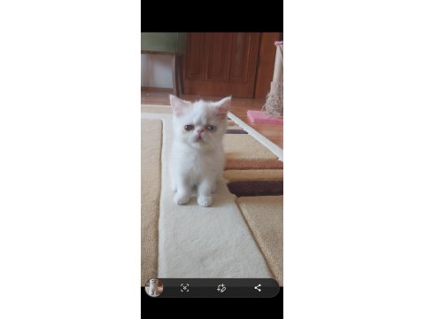 Old Eyes 2 Aylık Erkek Yavru Kedimiz