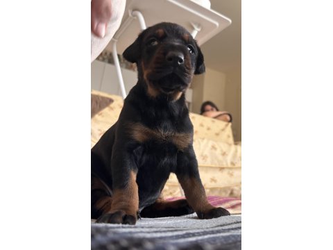 21 Günlük Olan Doberman Yavrularımız Rezerveye Açılmıştır