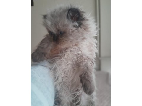 İran Kedisi Yavrularımız Rezerveye Açılmıştır