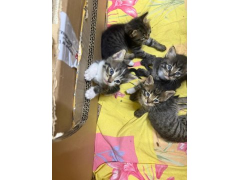 5 Yavru Kediye Ömürlük Yuva