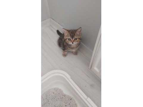 Scottish Fold Kedimiz İstanbul Tuzla