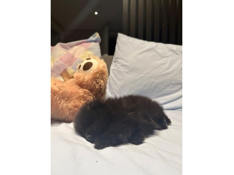 Siyah Nadir Renk Pomeranian