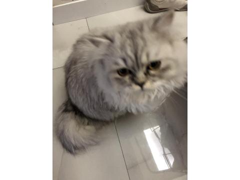 Sahibinden British Longhair Erkek Kedi