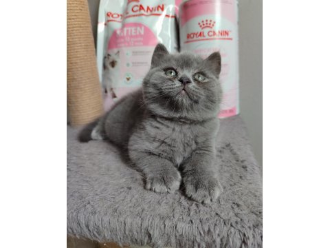 Ayı Surat British Shorthair Son Yavrumuz